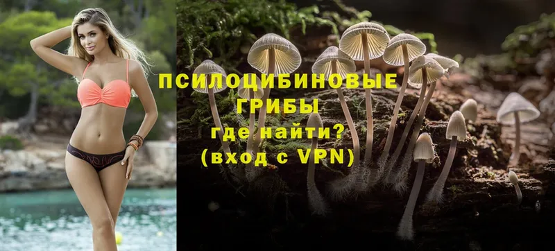 Псилоцибиновые грибы Psilocybine cubensis  Каменка 